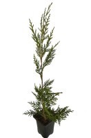 00_CLeylandii_2001_0x200