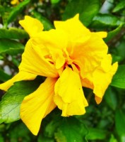 Hibiscus_amarillo_M15/Flor-Hibiscus-amarillo-2