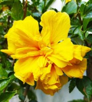 Hibiscus_amarillo_M15/Flor-Hibiscus-amarillo
