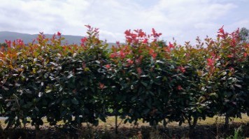 Seto-Photinia1_0x2005