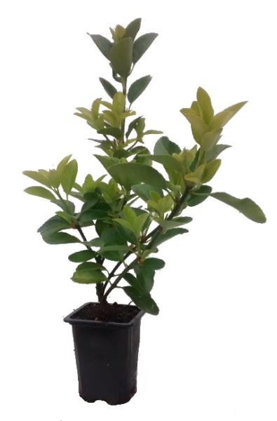 Plantas de seto: Evónimo o Euonymus japonicus M7