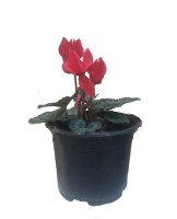 Cyclamen_M/Cyclamen_mini_