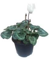 Cyclamen_M/Cyclamen_mini_blanco_