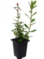 Escallonia-Macrantha-M7--R-_0x200