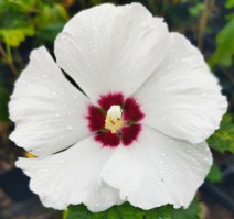 Hibiscus_blanco_M15/Flor-Hibiscus-blanco