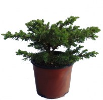 Juniperus_conferta_M15/Juniperus-conferta--R-250615