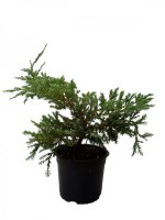 Juniperus_pitzeriana_M15/juniperus-media-pfitzeriana--R-1