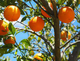 Naranjo/Naranjo-Frutas