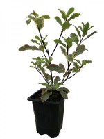 P_Eli/Pittosporum-Variegata-Elisabeth