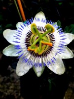 Passiflora_M10/Flor-Passiflora