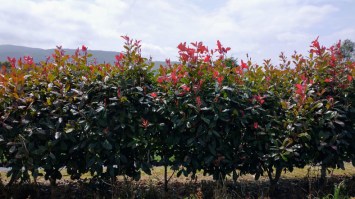 Pho_m10/Seto-Photinia3