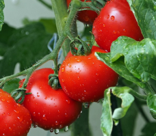Tomate_Max/Fruto_Tomate_Max