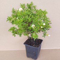 potentilla